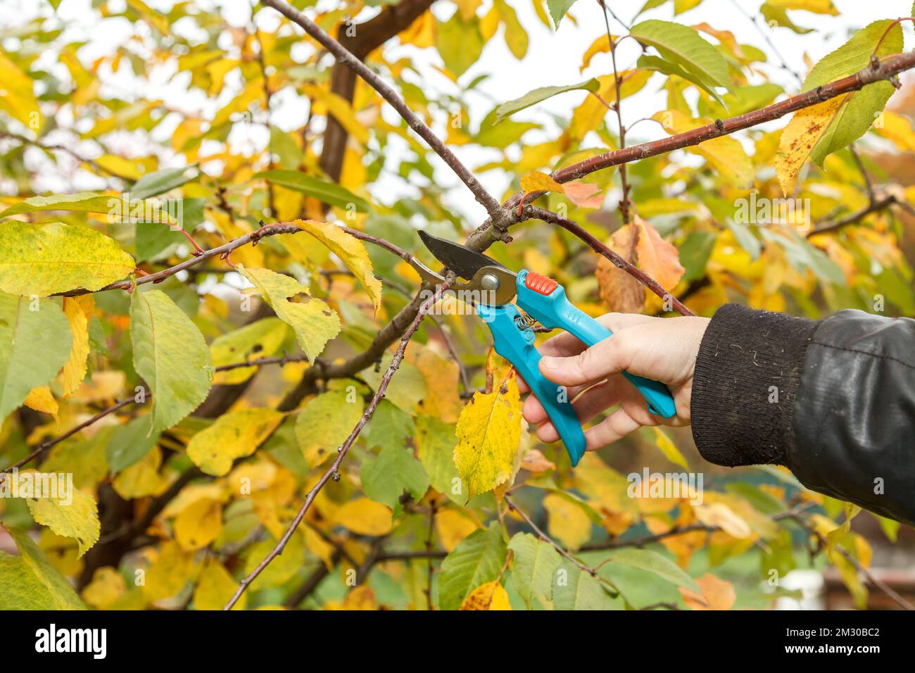 Élagage des arbres fruitiers. Ciseaux de jardin. Couper des branches  d'arbre avec une paire de ciseaux de jardin est une tâche courante pour un  jardinier Photo Stock - Alamy