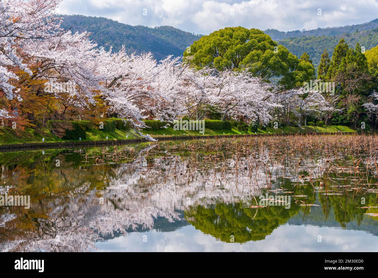 Kyoto, Japon au printemps, à l'étang du Temple Daikaku-ji. Banque D'Images