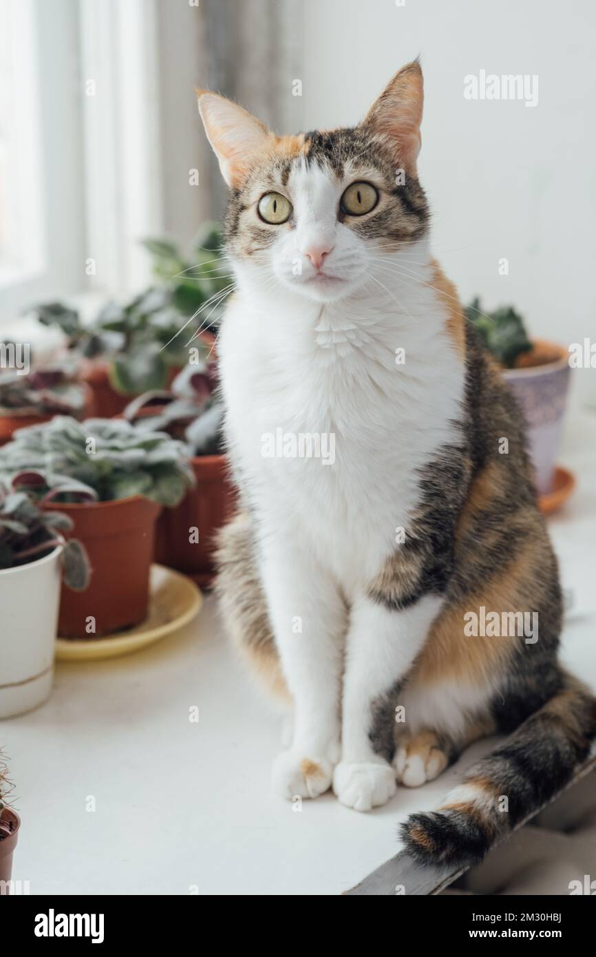 Chat mignon assis sur le rebord de la fenêtre et regardant l'appareil photo. Chat tricolore pour adulte Banque D'Images