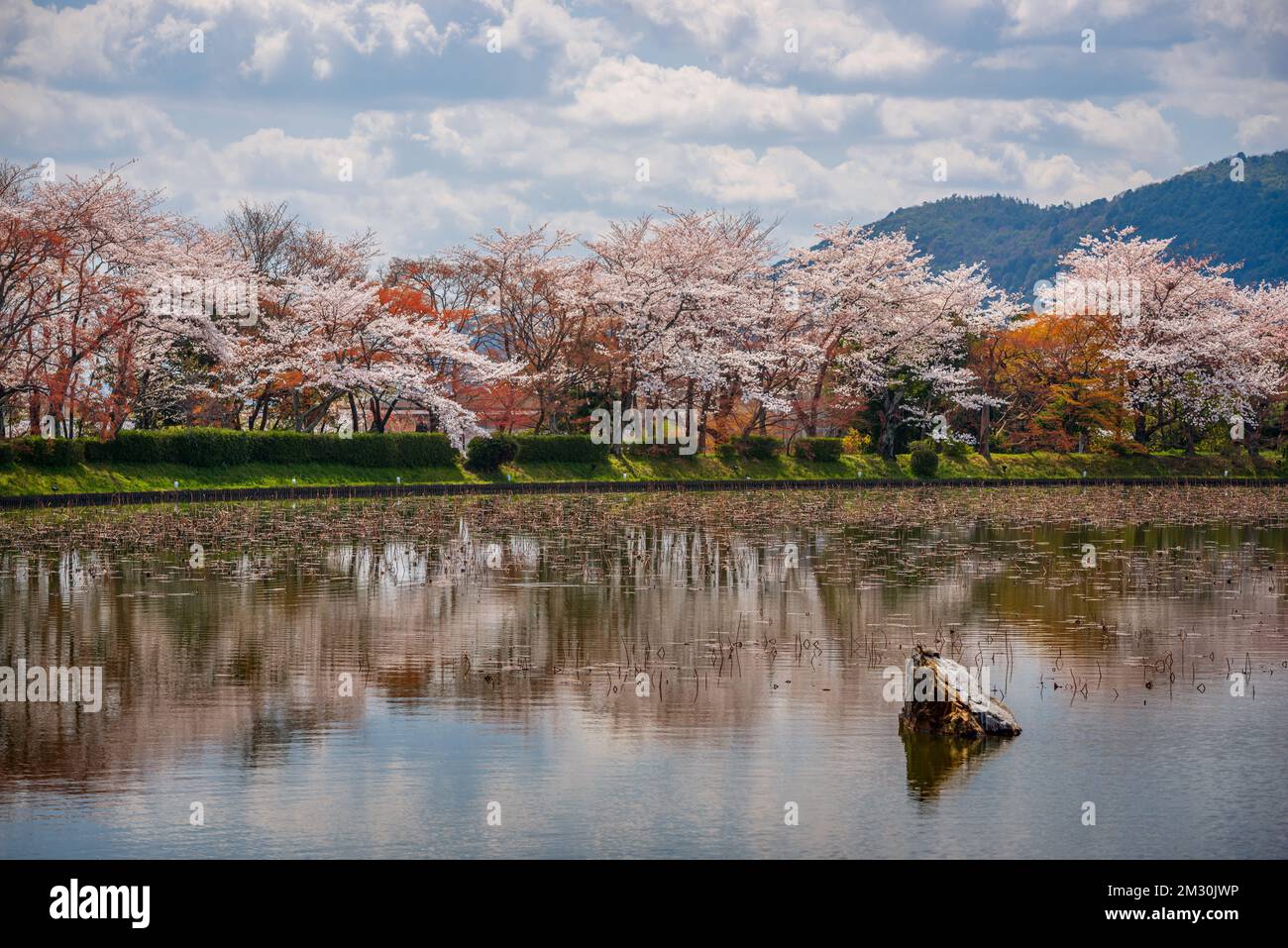 Kyoto, Japon au printemps, à l'étang du Temple Daikaku-ji. Banque D'Images