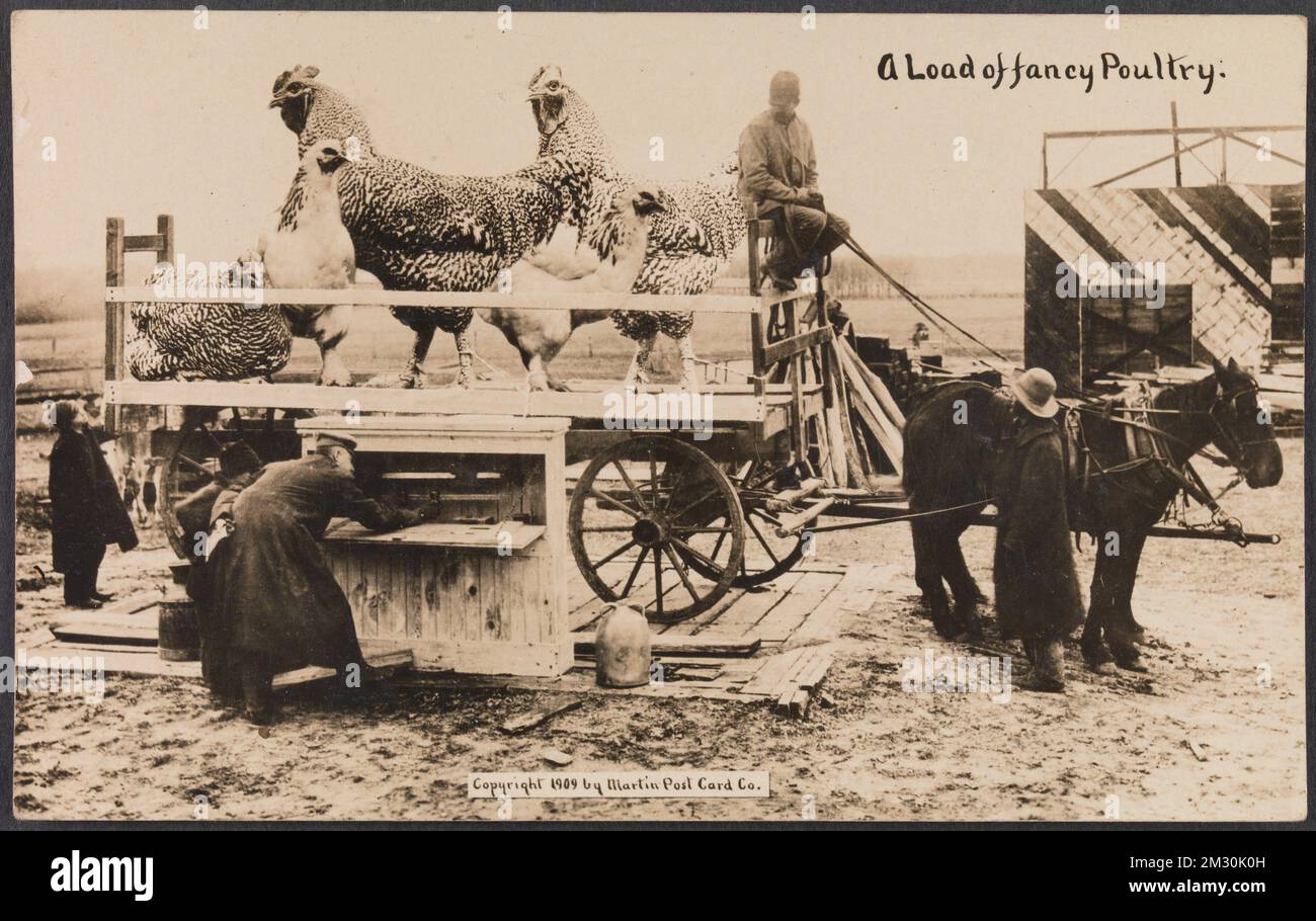 William H. Martin - Une charge de Fancy Poultry carte postale - 1909 Banque D'Images