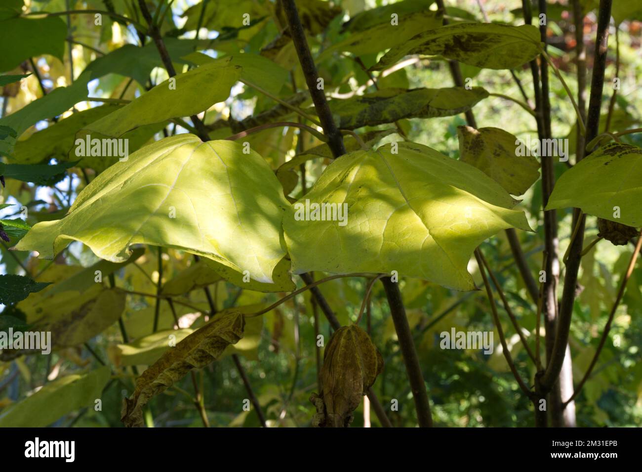 Feuillage d'automne de Catalpa x erubescens 'Purpurea' dans le jardin du Royaume-Uni octobre Banque D'Images