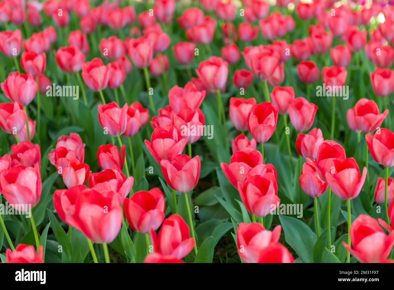 fleurs de tulipes rouges de printemps fleur comme arrière-plan dans un parc, jardin floral fond Banque D'Images