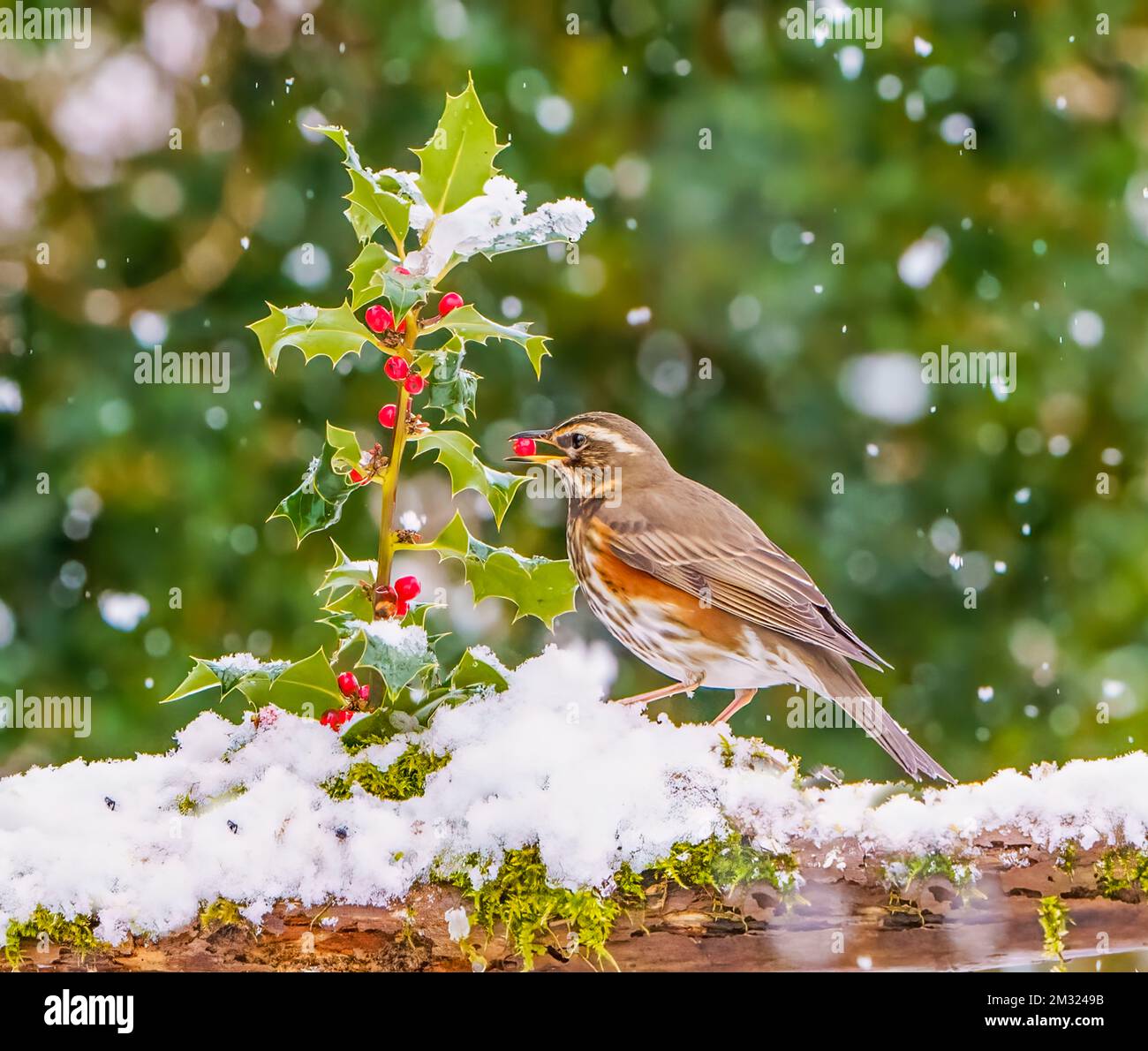 Redorure dans une charmante scène de Noël Banque D'Images