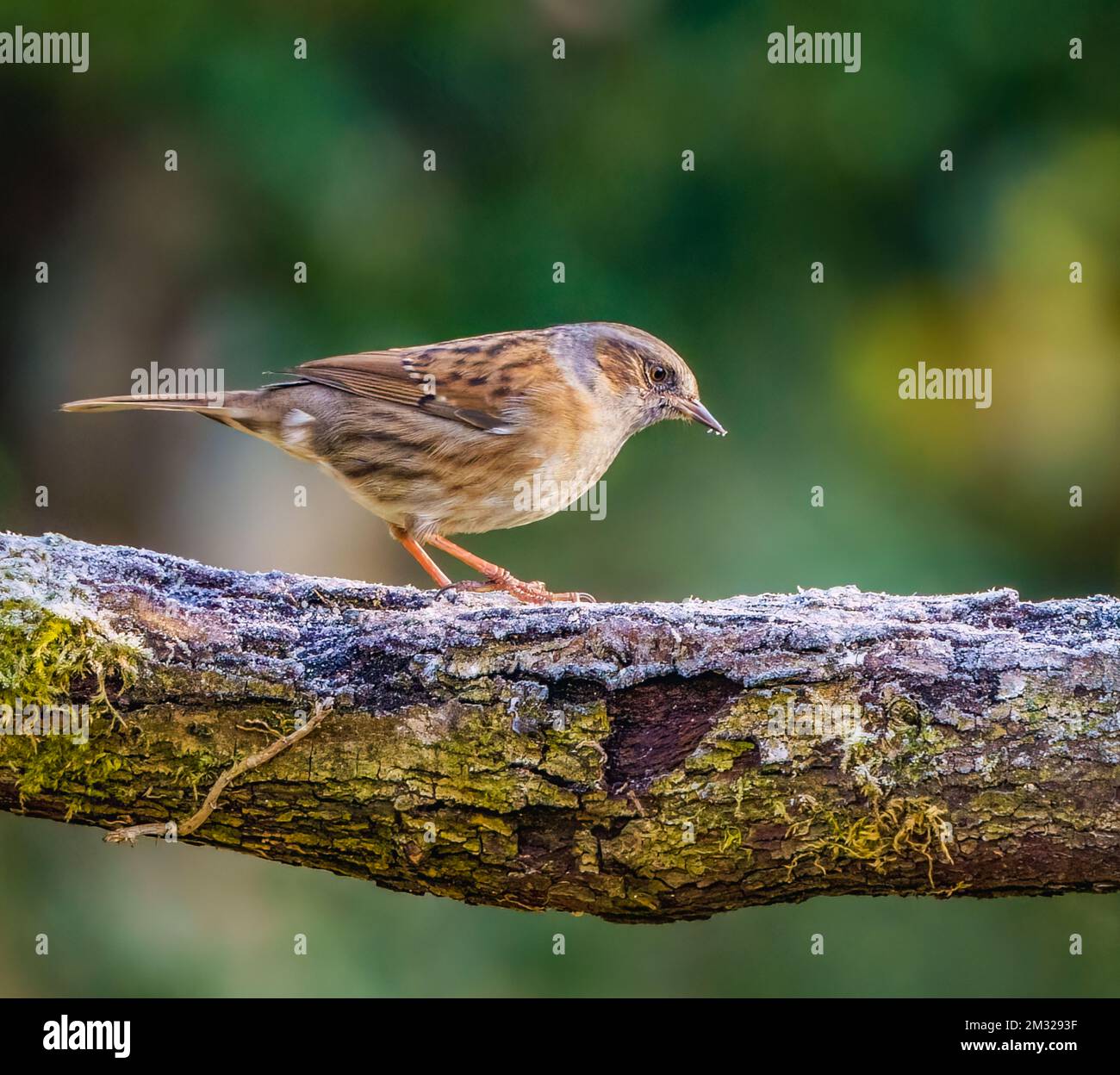 Dunnock dans le jardin des Cotswolds Banque D'Images