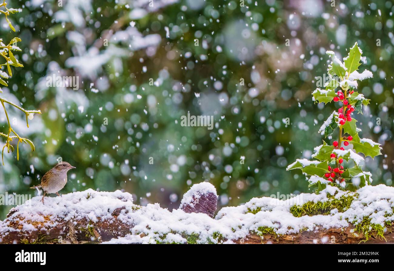 Dunnock dans la scène de Noël Banque D'Images