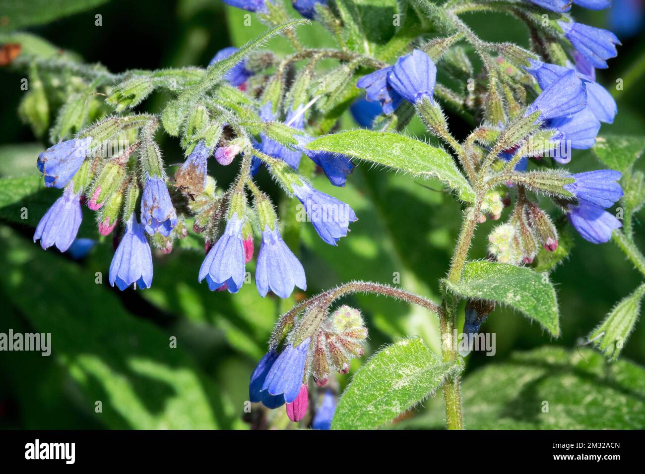 Comfrey russe, Symphytum x uplandicum, Fleur, Bloom Banque D'Images