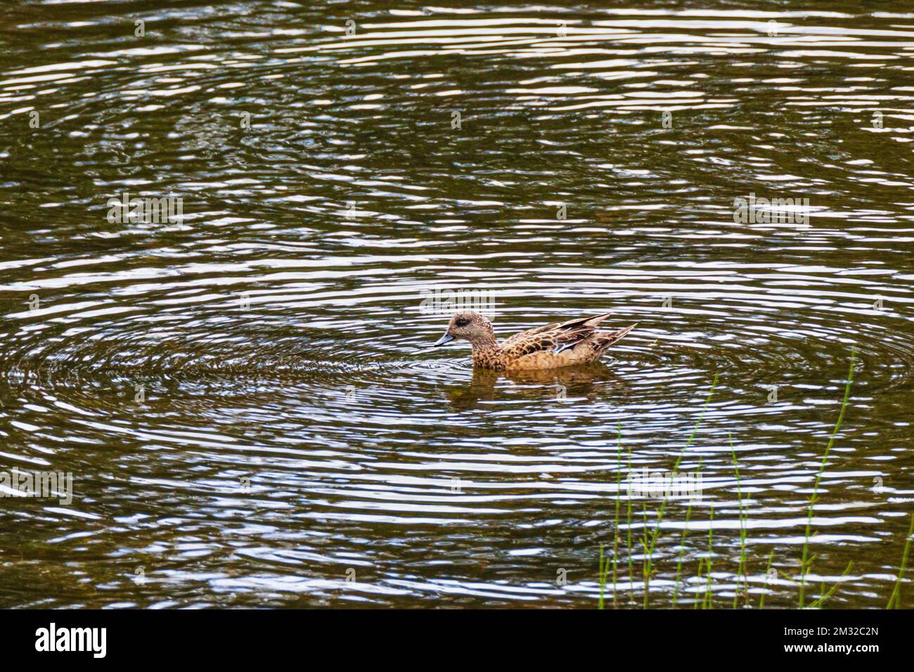 Sarcelle à ailes vertes; canard; lac Dease; le long de la route Stewart-Cassiar; Colombie-Britannique; Canada Banque D'Images