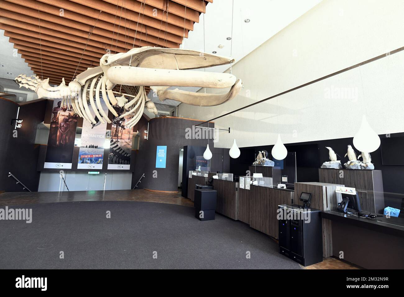 Institut royal des sciences naturelles Banque de photographies et d ...