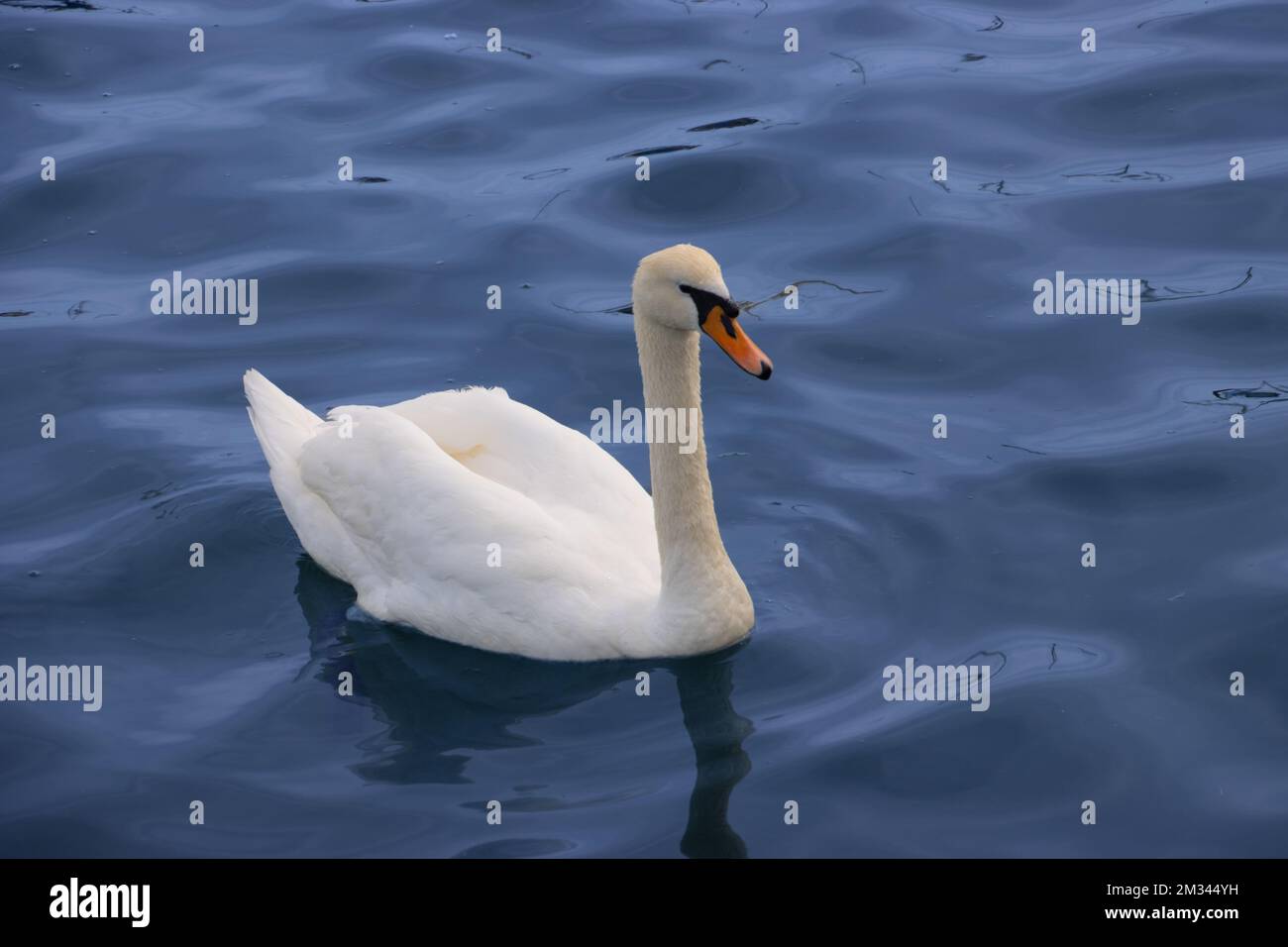 Cygne blanc à la mer Noire, Constanta, Roumanie Banque D'Images