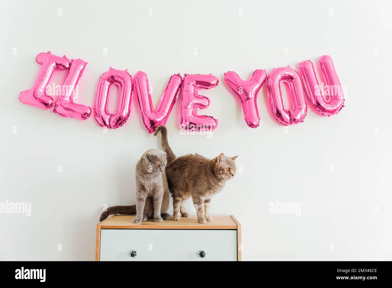Inscription Je T'AIME des ballons sur le mur blanc. Les chats mignons sont assis sur la commode. Ballons en aluminium rose. Concept de la Saint-Valentin et de l'amour Banque D'Images