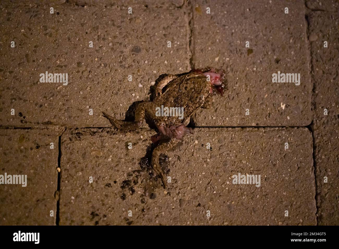 L'illustration montre un crapaud mort sur une route, à Sint-Martens-Latem. Chaque année au printemps, les crapauds et les grenouilles quittent leur lieu d'hivernage pour trouver des terres humides pour se reproduire, mais sur le chemin, certaines sont tuées par des voitures passant. Ils sont au début de l'année. BELGA PHOTO JAMES ARTHUR GEKIERE Banque D'Images