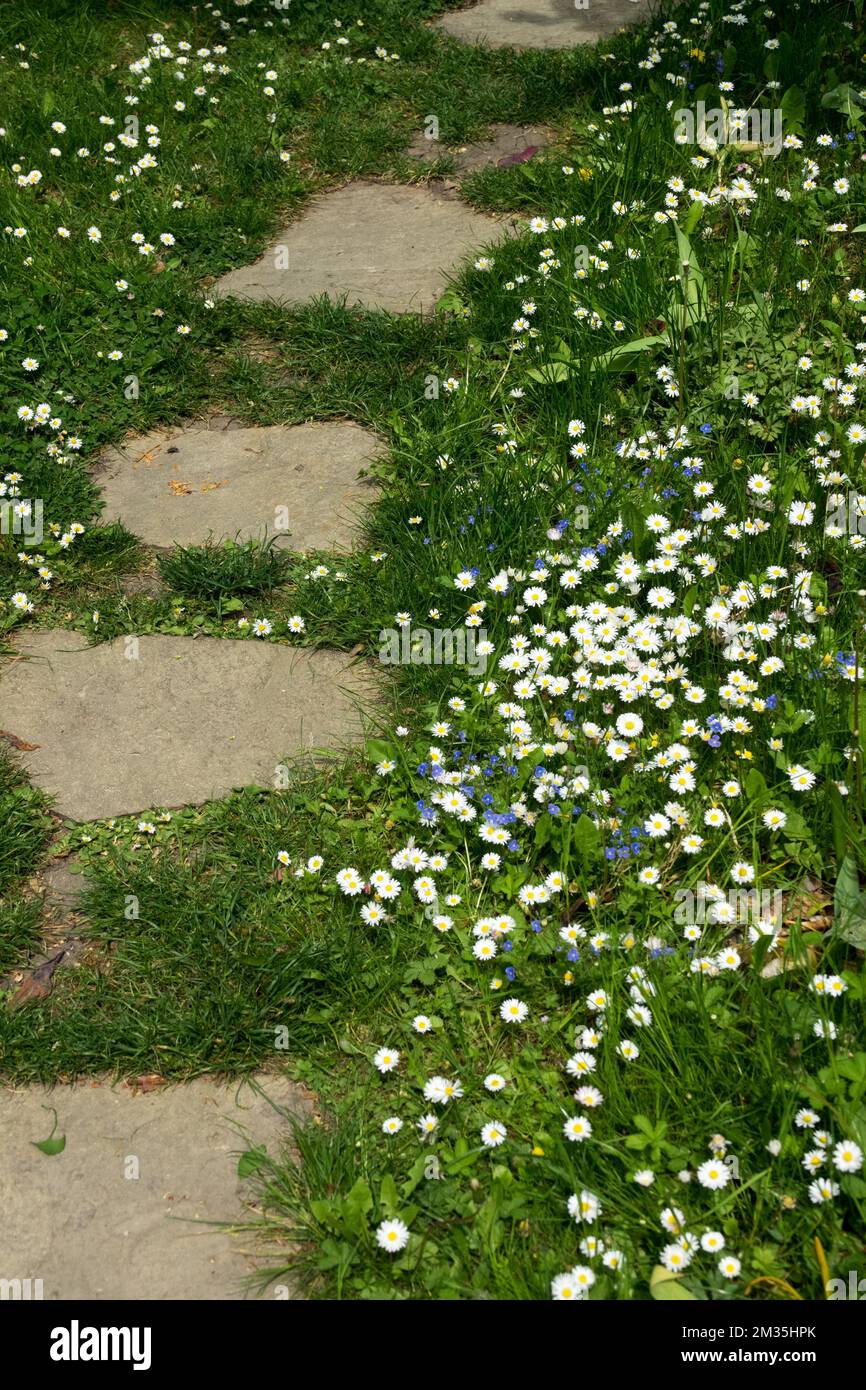 Marche, pierres, dans, jardin, pelouse, Chemin, pâquerettes, pelouse, pâquerette de pelouse, printemps, Chemin du jardin Banque D'Images