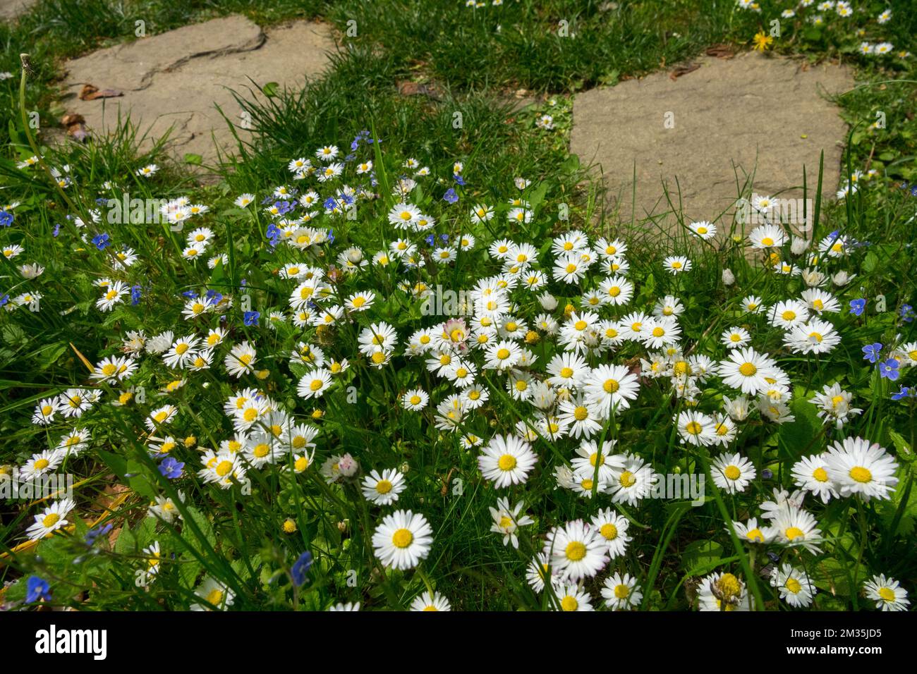 Pâquerette de pelouse, chemin, pâquerette commune, pelouse, pâquerettes, Bellis, Daisy, fleurs, fleurs, pelouse de jardin Banque D'Images