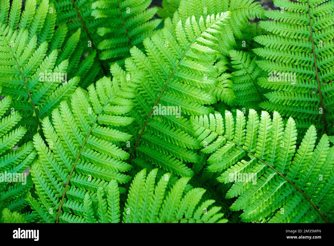 Fougère de bois de couronne, crassirhizome de Dryopteris, fougère, feuilles, plante, Saison, feuillage Banque D'Images