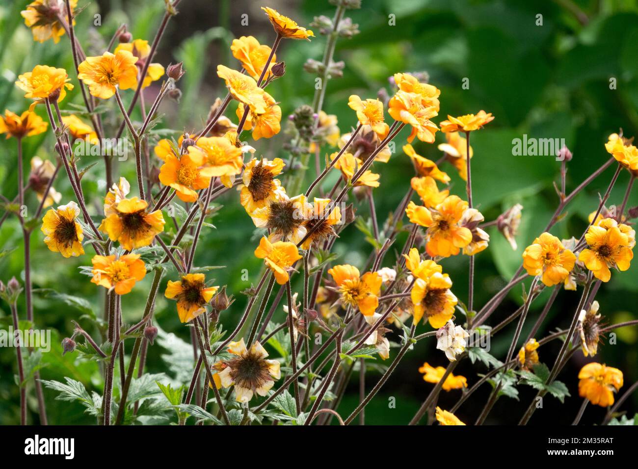 Orange, fleurs d'Avens Geum 'Karlskaer', fleur de coccineum Banque D'Images