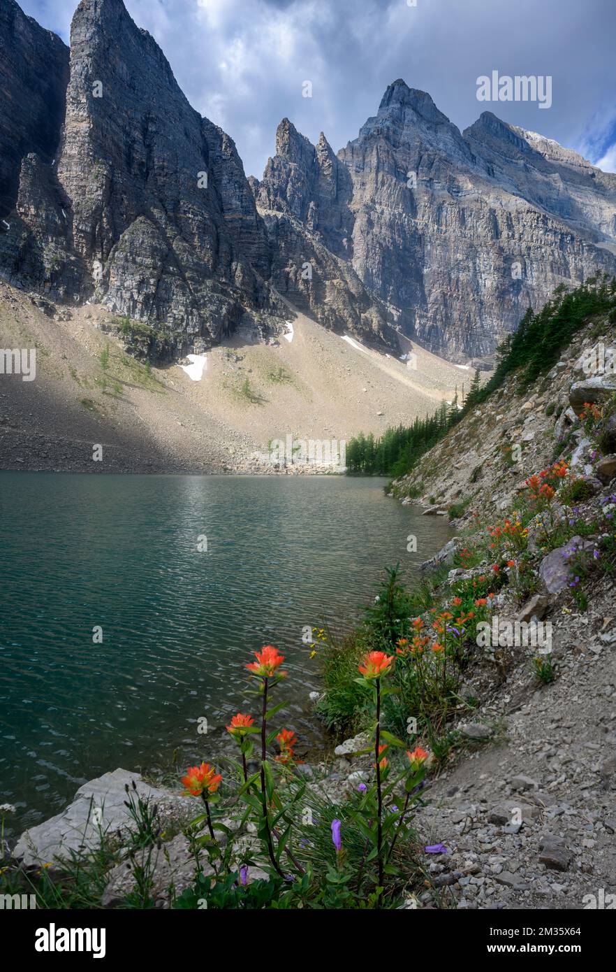 Fleurs sauvages Bloom au bord du lac Agnes Banque D'Images