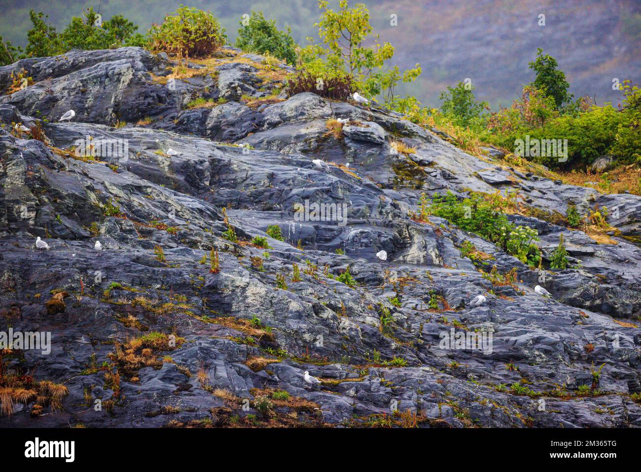 Mouettes communes sur le promontoire rocheux; bras Valdez; détroit du Prince William; Valdez; Alaska; ÉTATS-UNIS Banque D'Images