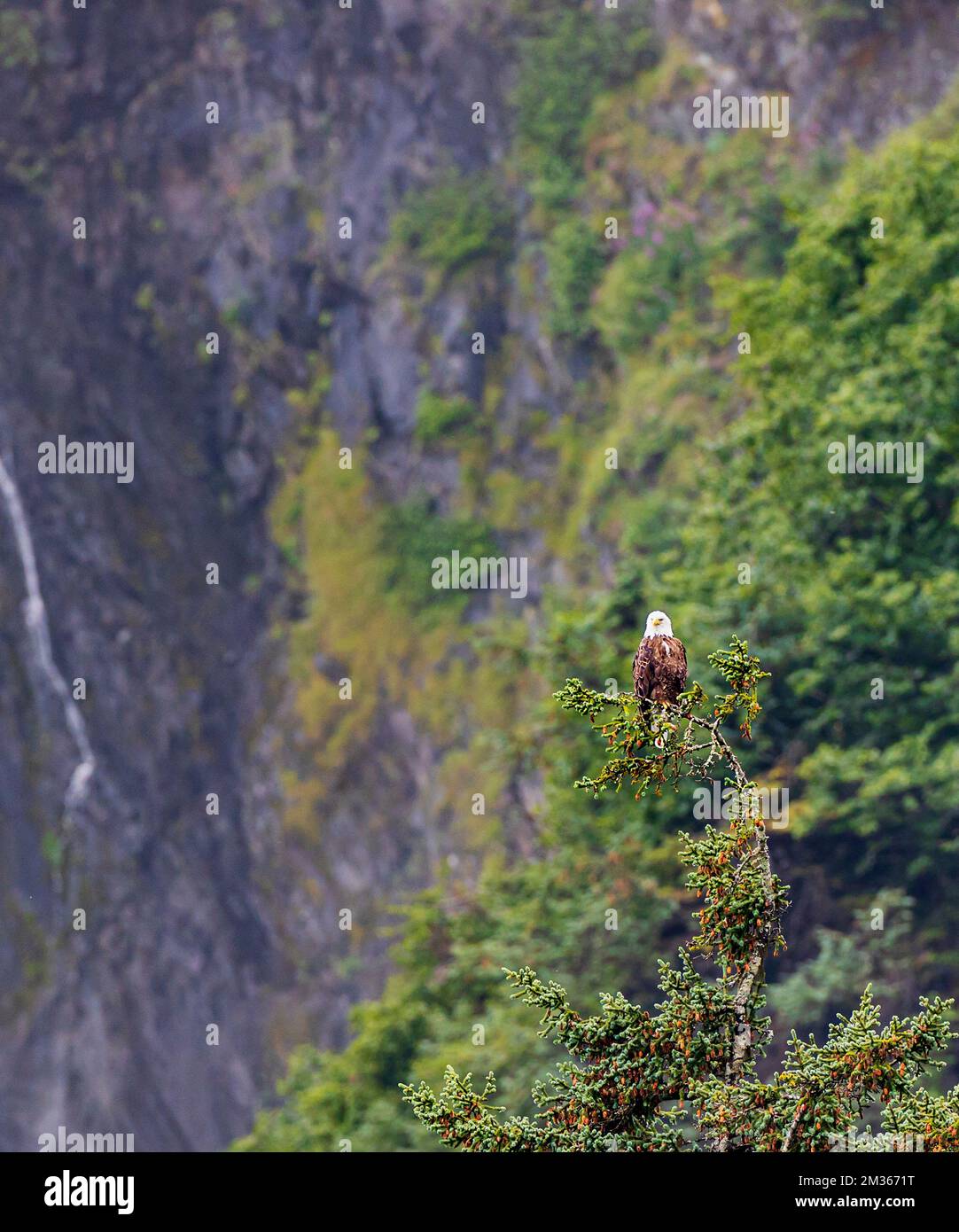 Pygargue à tête blanche; bras Valdez; baie Prince William; Valdez; Alaska; ÉTATS-UNIS Banque D'Images
