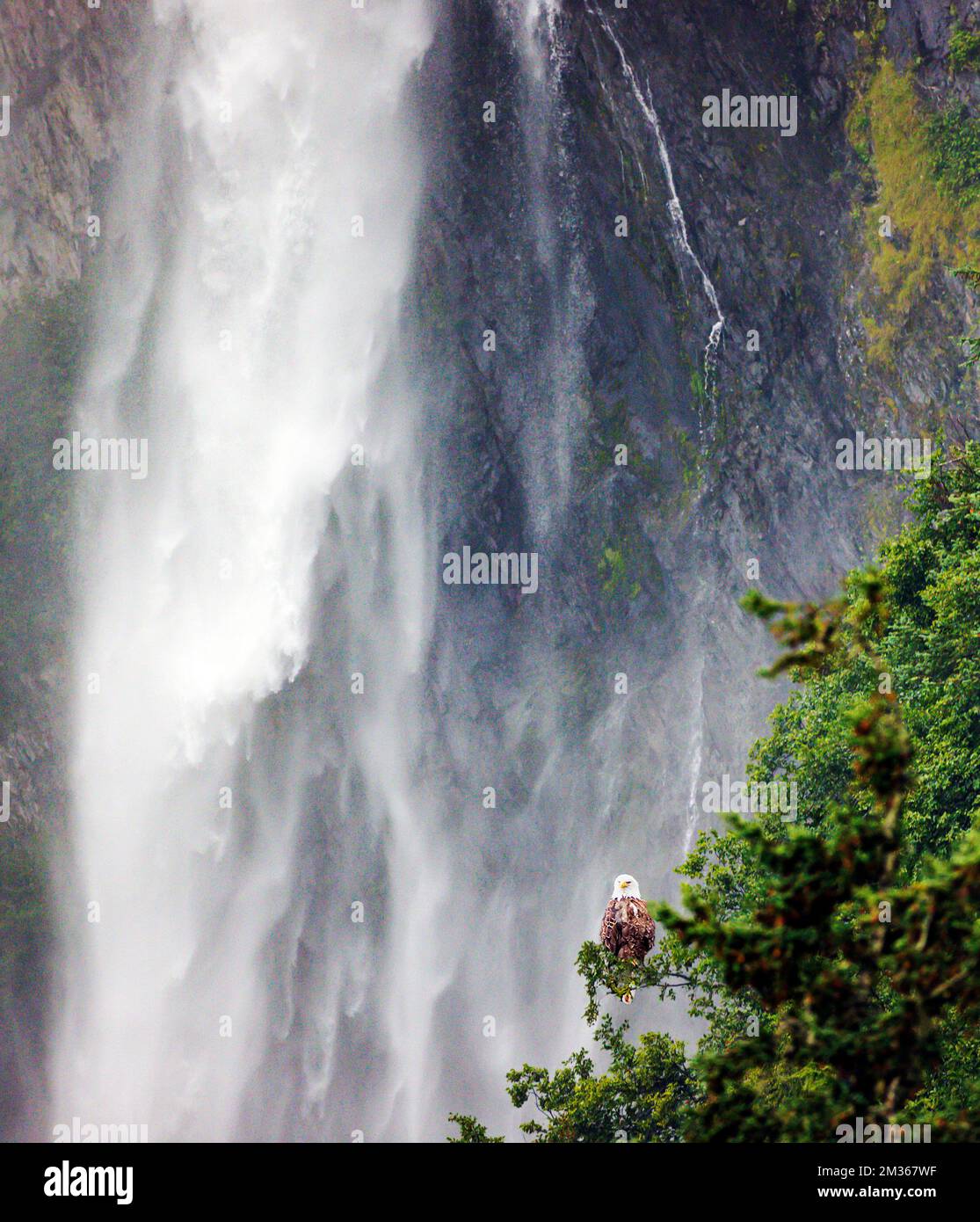 Pygargue à tête blanche; bras Valdez; baie Prince William; Valdez; Alaska; ÉTATS-UNIS Banque D'Images