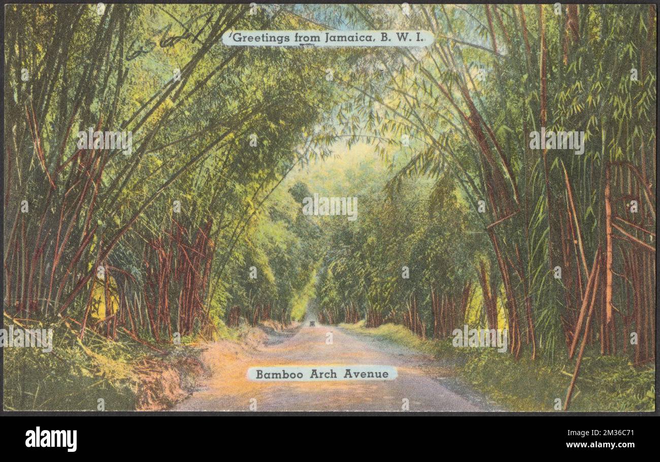 Salutations de la Jamaïque, B.W.I. Avenue Bamboo Arch , routes, Collection des frères Tichnor, cartes postales des États-Unis Banque D'Images