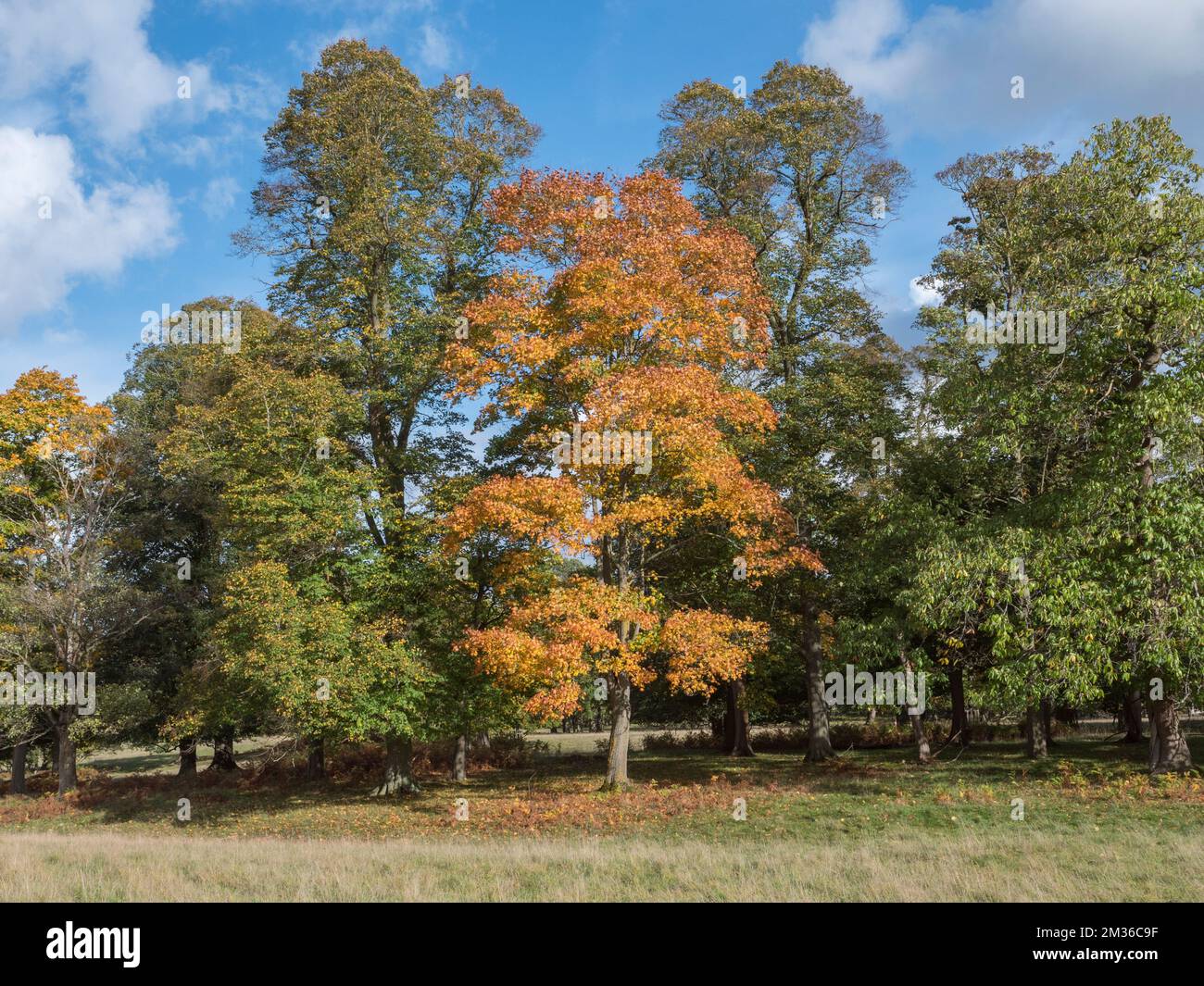 Vue d'automne des arbres changeant de couleur en automne à Windsor Great Park, Royaume-Uni. Banque D'Images