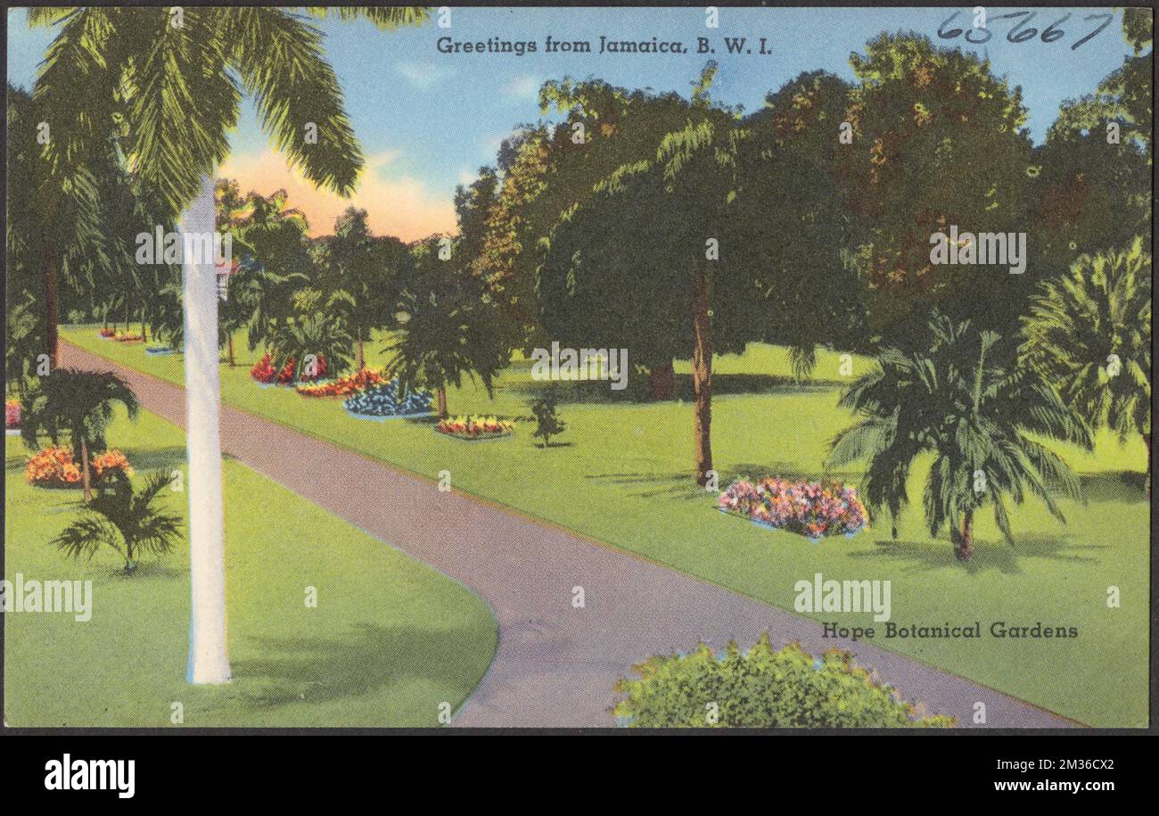 Salutations de la Jamaïque, B.W.I. Hope Botanical Gardens , Botanical Gardens, Tichnor Brothers Collection, cartes postales des États-Unis Banque D'Images