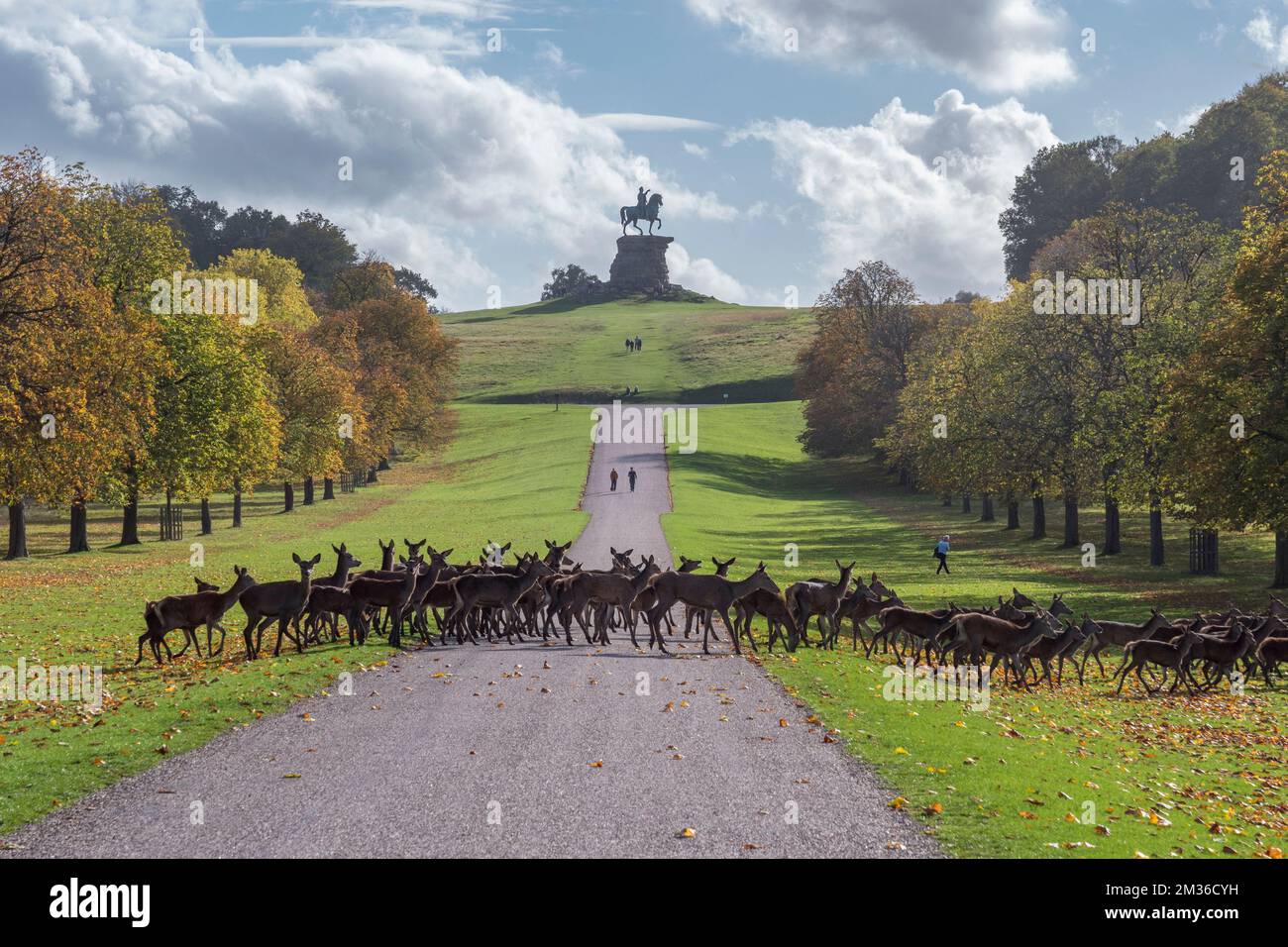 Deer traversant la longue promenade en face de la statue du Roi George III et de son cheval, Windsor Great Park, Indinsor, Royaume-Uni. Banque D'Images