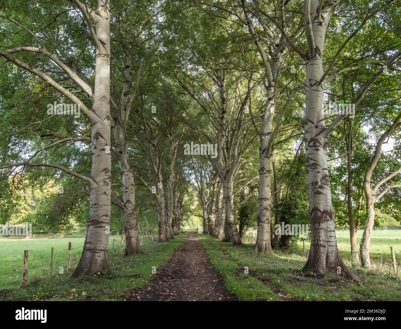 Avenue de bouleaux argentés menant au Yew d'Ankerwycke et au Prieuré de St Mary, près de Runnymede, au Royaume-Uni. Banque D'Images