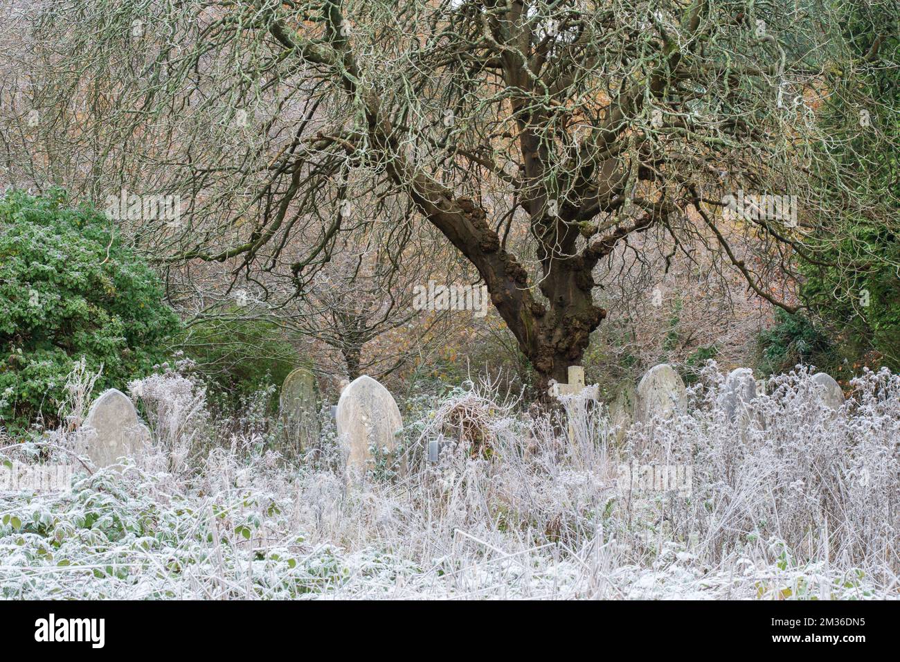 Matin glacial dans le vieux cimetière de Southampton Banque D'Images