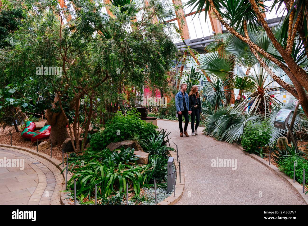 Sheffield Winter Garden est l'une des plus grandes serres tempérées construites au Royaume-Uni au cours des cent dernières années, et la plus grande glassho urbaine Banque D'Images