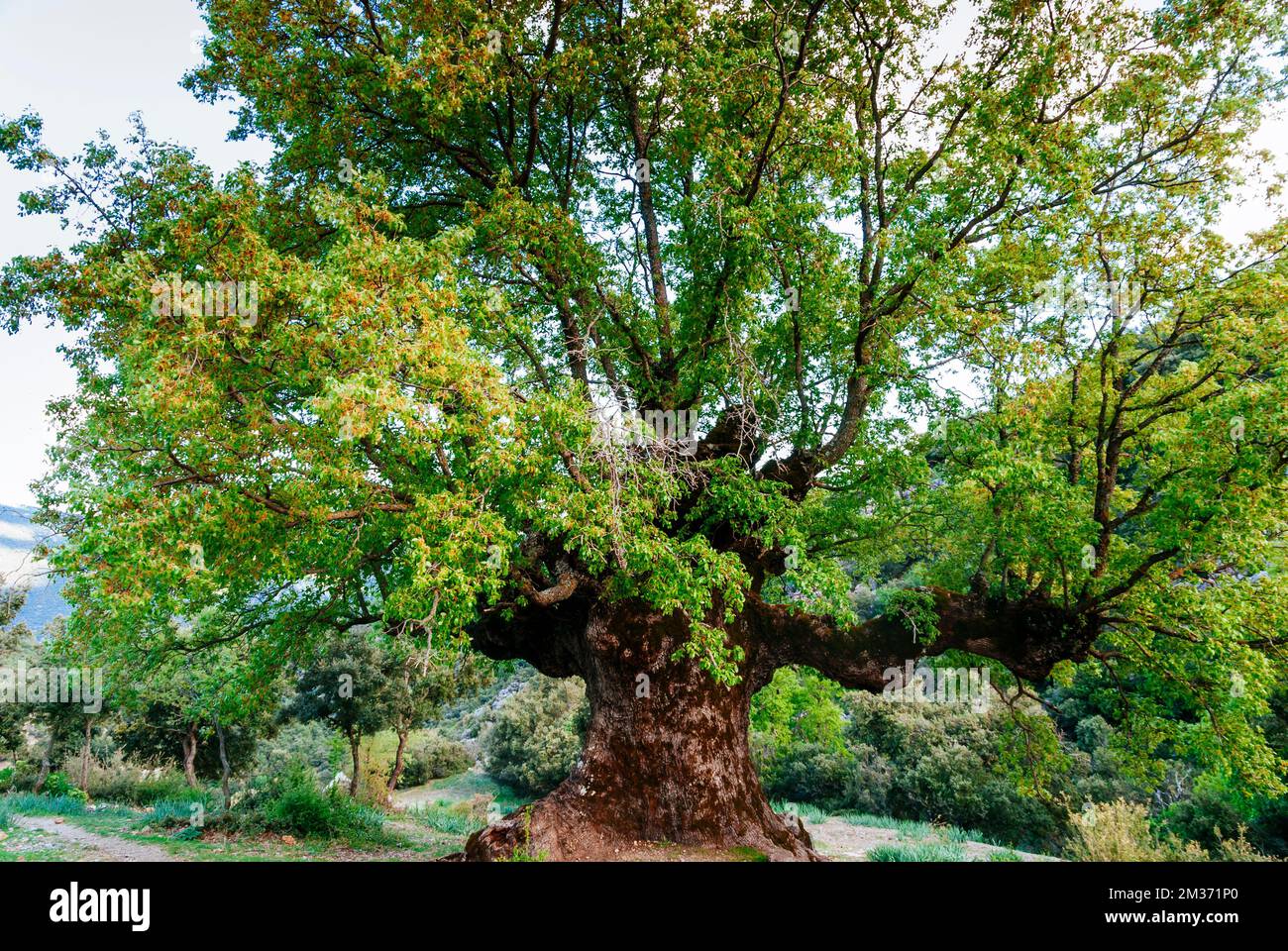 Monument naturel Quejigo del Amo ou del Carbón. L'apparence et la structure qu'elle montre est le résultat du processus de fabrication du charbon de bois auquel elle est destinée Banque D'Images