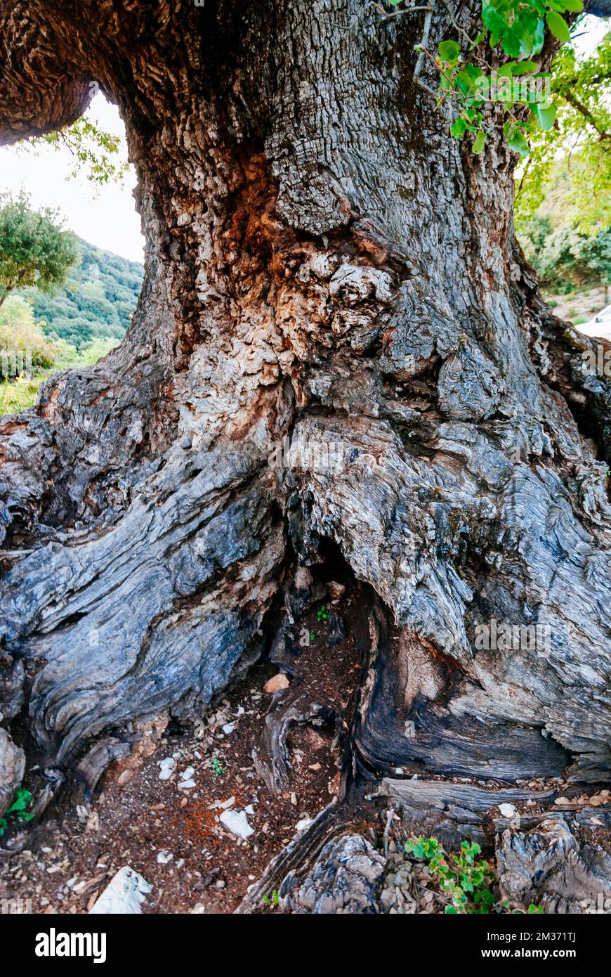Détail de l'écorce du tronc de l'arbre. Monument naturel Quejigo del Amo ou del Carbón. L'apparence et la structure qu'elle affiche sont le résultat de Banque D'Images