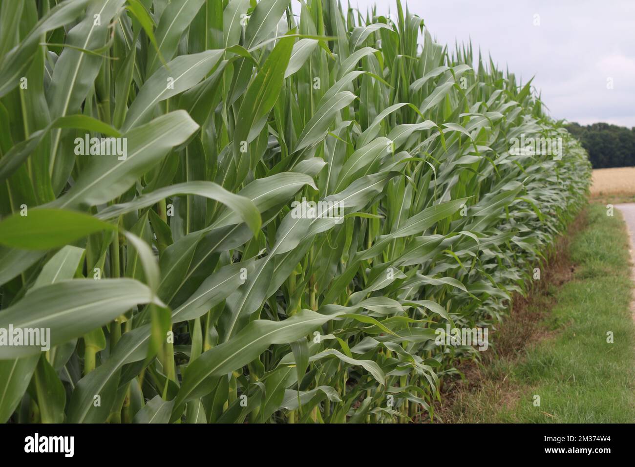 Champ de maïs. Paysage agricole. Scène de pays. Environnement naturel. Été. Plantes cultivées. Feuillage luxuriant. Photo de lumière du jour. Tige herbacée. Nourriture Banque D'Images