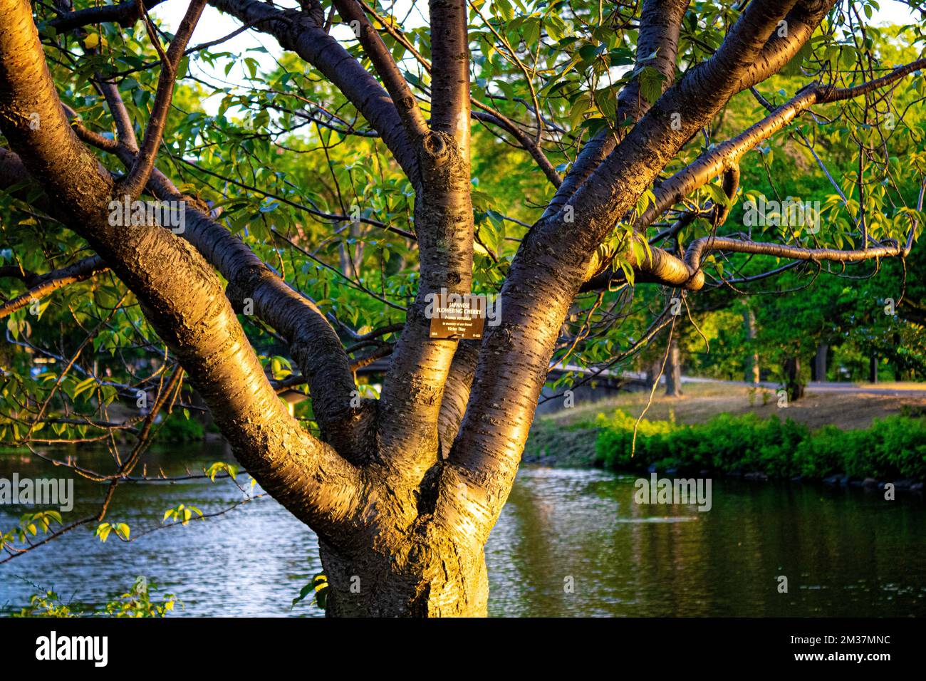 Célébrer la beauté de la nature au cœur de la ville : un moment tranquille à l’ombre d’un arbre majestueux dans l’oasis urbaine Banque D'Images