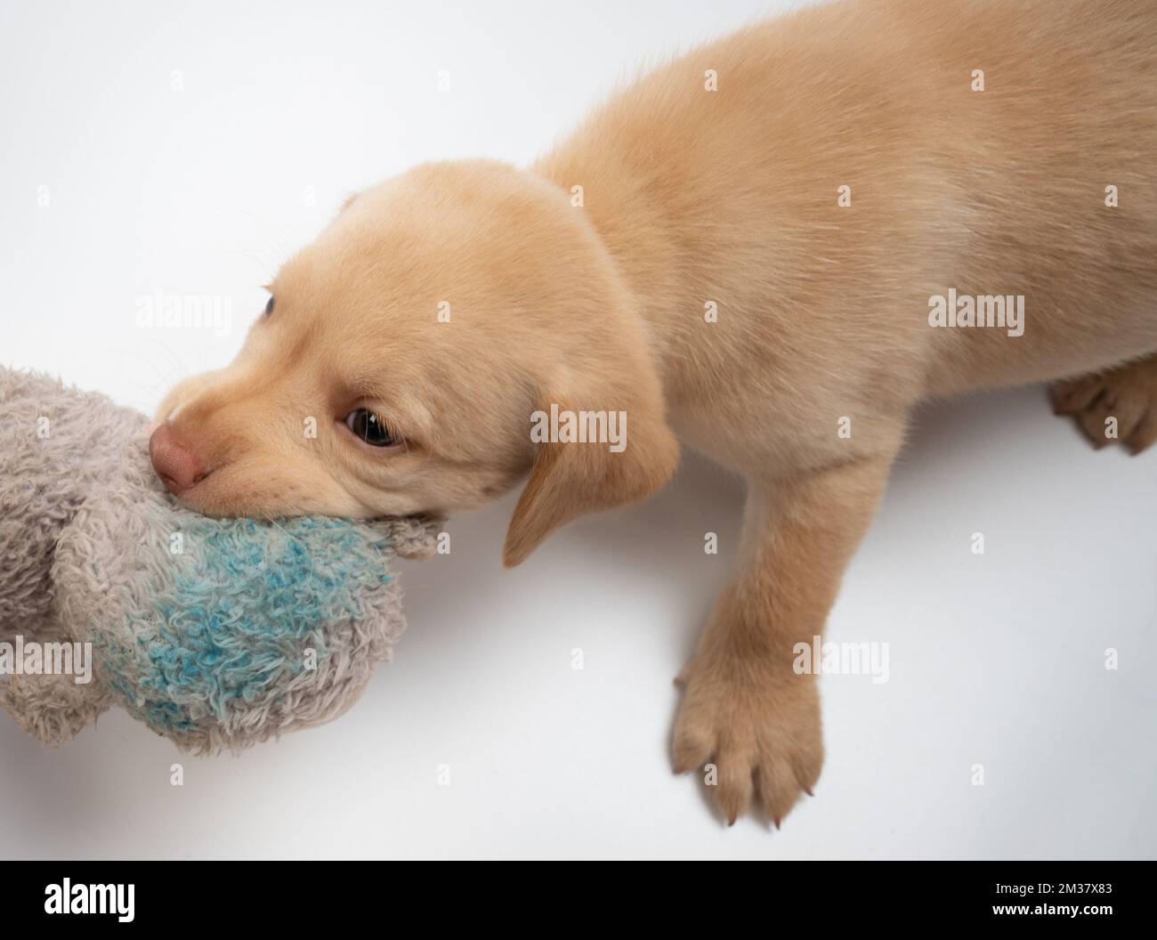 Labrador Puppy jouer avec le jouet de substance isolé sur fond blanc studio Banque D'Images