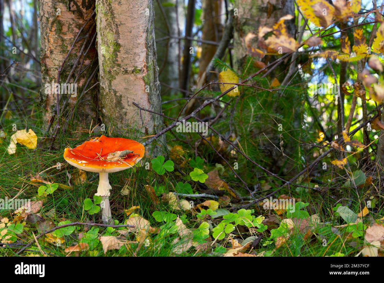 Mouche agarique, Amanita muscaria croissant parmi la végétation, ce champignon est toxique Banque D'Images