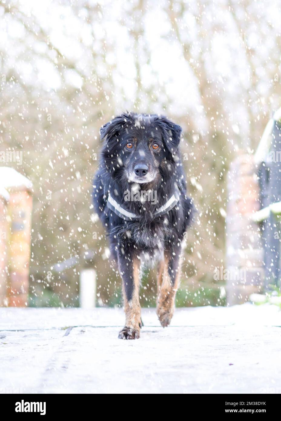 Gros plan d'un chien de compagnie (traversée de la frontière de collie) isolé à l'extérieur dans la neige qui tombe en hiver, marchant vers l'avant sur un pont de canal du Royaume-Uni, en regardant la caméra. Banque D'Images