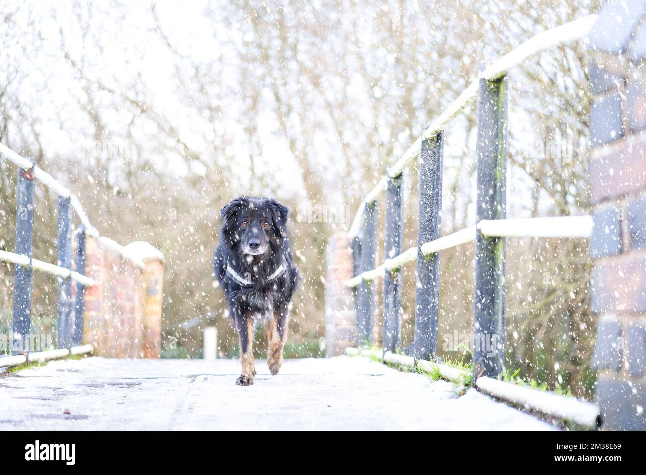 Vue de face d'un chien de compagnie (frontière de la croix de collie) en plein air dans la neige tombant en marche avant sur un pont de canal du Royaume-Uni, en regardant la caméra. Banque D'Images