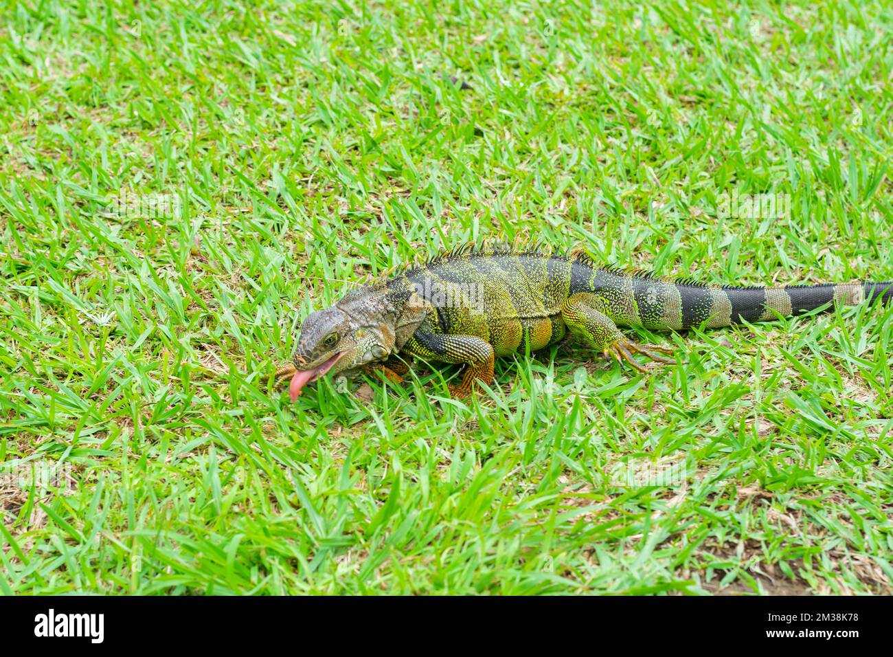 Iguana verte d'Amérique du Sud, marchant sur l'herbe, en collant sa langue pour manger quelque chose. Banque D'Images