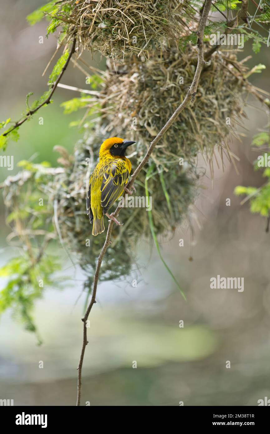 Le tisserand de Speke (Ploceus spekei), un mâle à l'extérieur du nid, tente d'attirer une femelle Banque D'Images