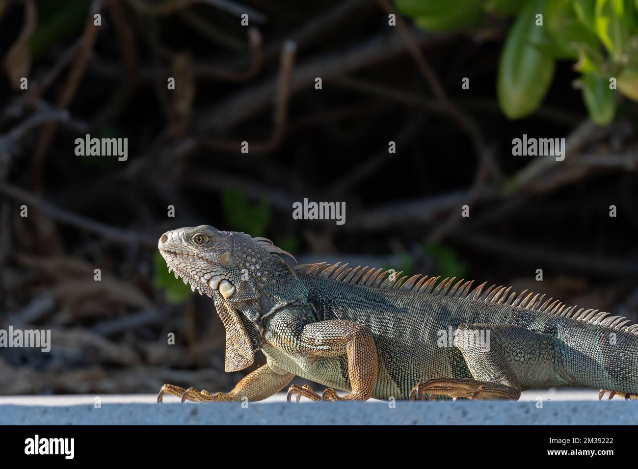 Une Iguana verte (Iguana iguana), une espèce envahissante dans les Keys de Floride, États-Unis. Banque D'Images