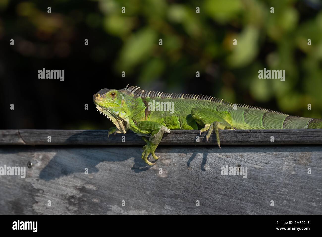 Une Iguana verte (Iguana iguana), une espèce envahissante dans les Keys de Floride, États-Unis. Banque D'Images