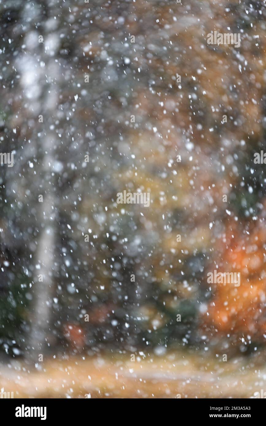 Chute de neige avec arrière-plan de forêt défoqué Banque D'Images