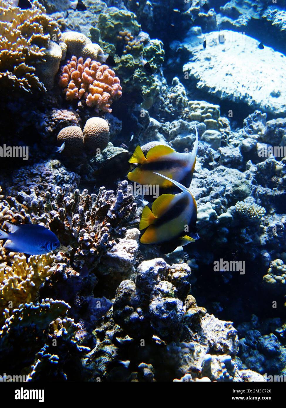 Le poisson-bannerfish de la mer Rouge - (Heniochus intermedius) Banque D'Images