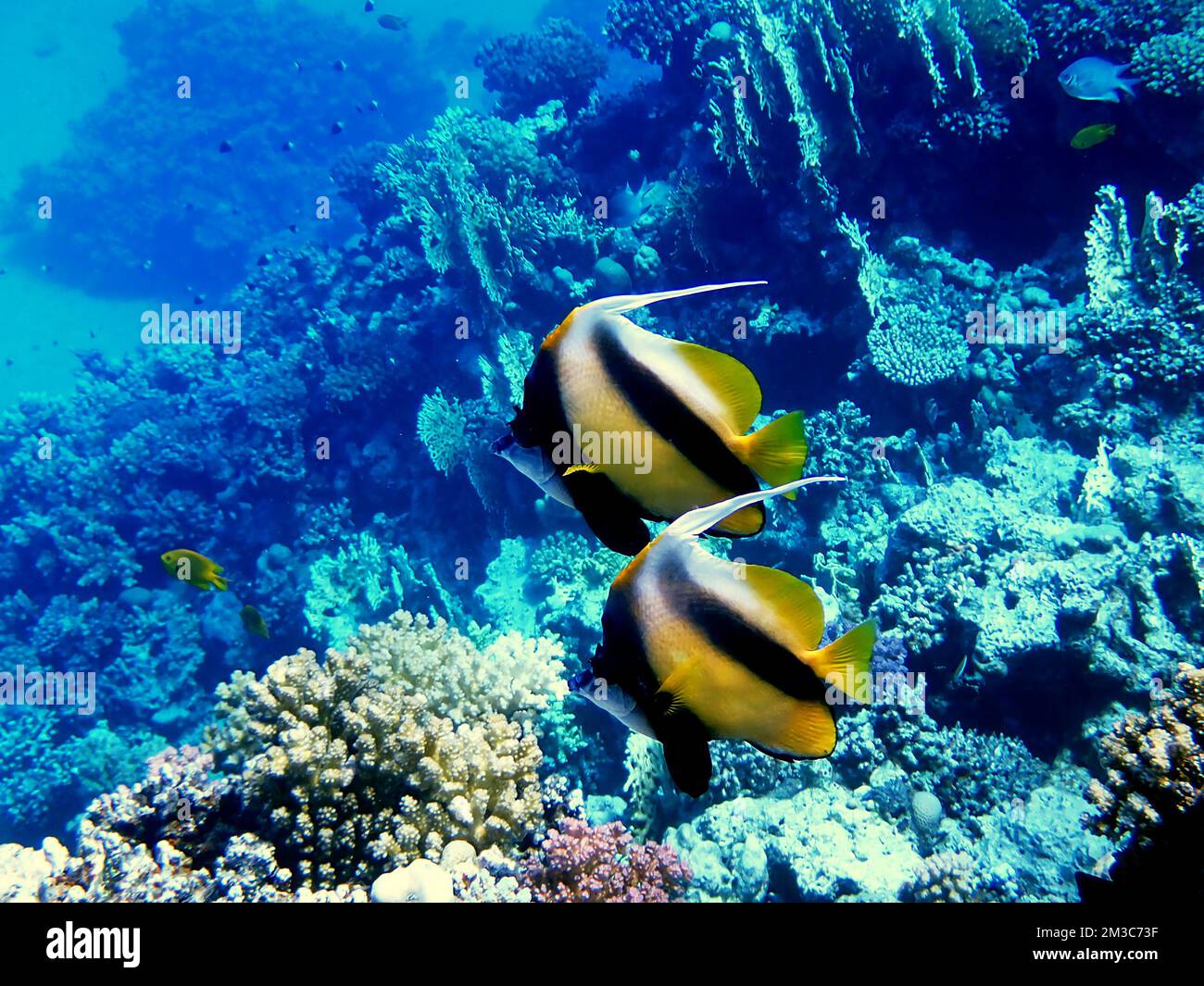 Le poisson-bannerfish de la mer Rouge - (Heniochus intermedius) Banque D'Images