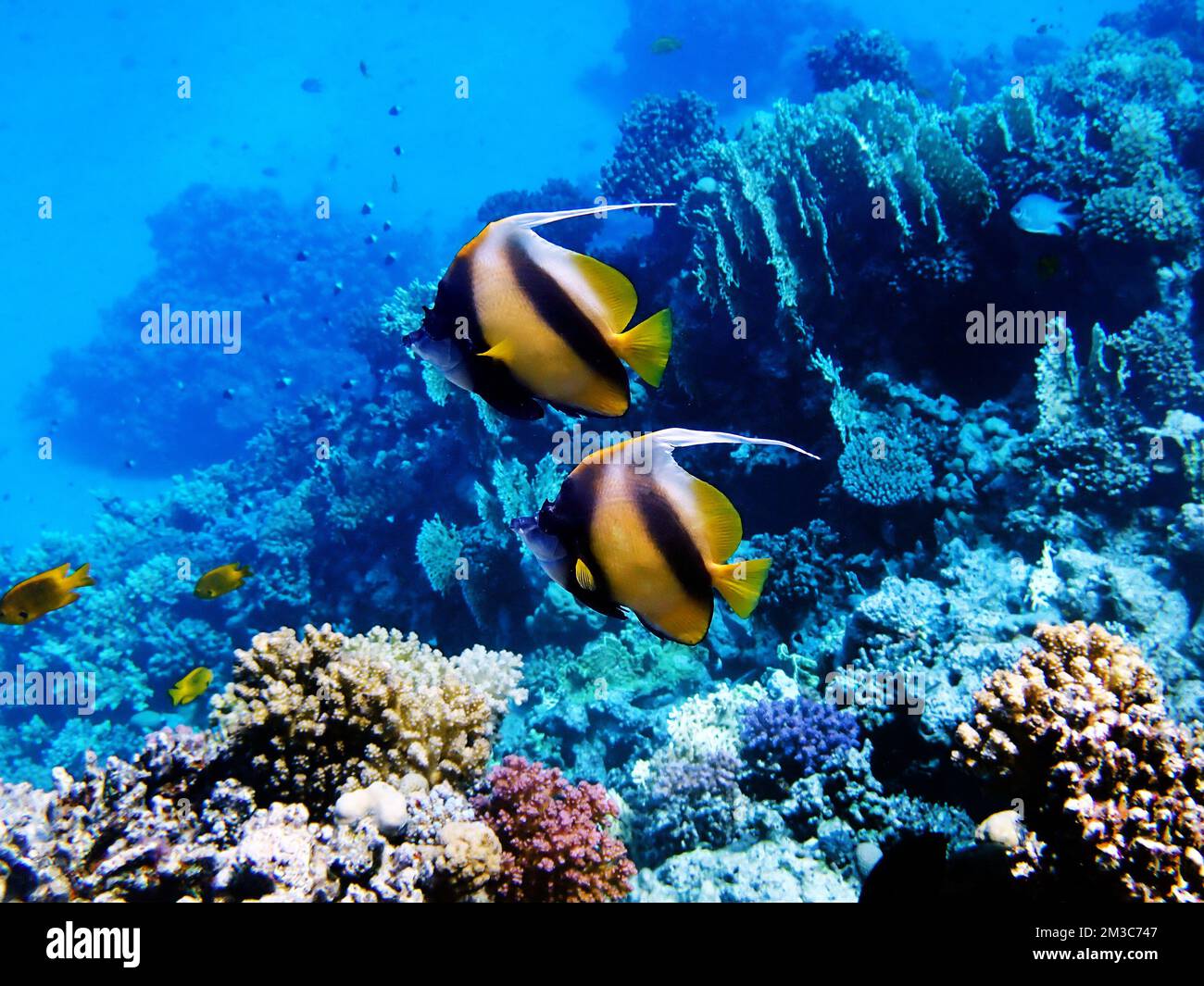 Le poisson-bannerfish de la mer Rouge - (Heniochus intermedius) Banque D'Images