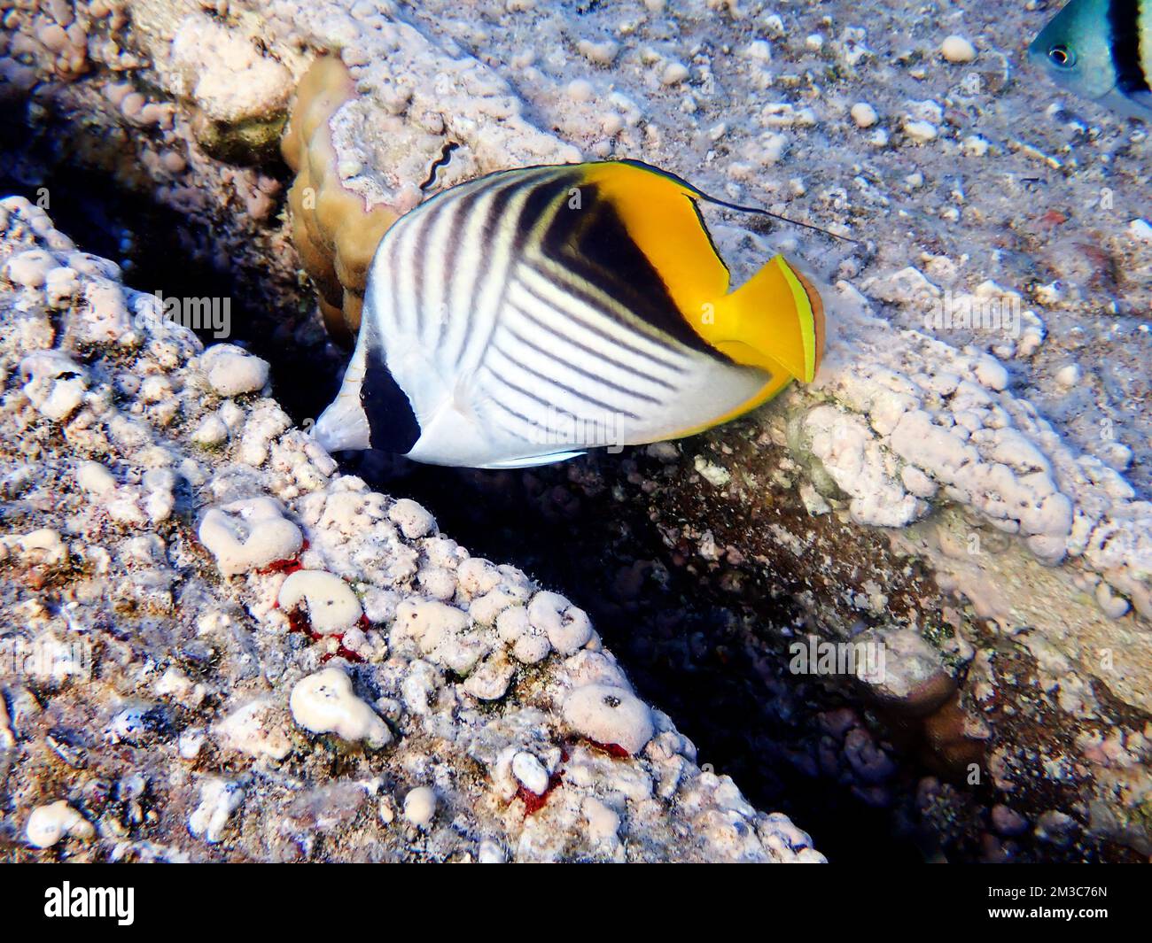 Le butterflyfish à nageoires - (Chaetodon auriga) Banque D'Images