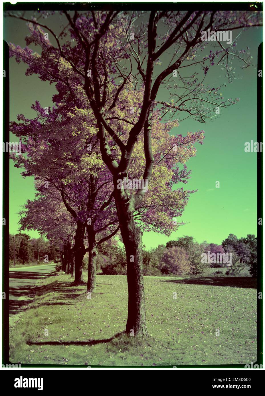 Ipswich, automne , arbres, rues. Collection de négatifs photographiques Samuel Chamberlain Banque D'Images