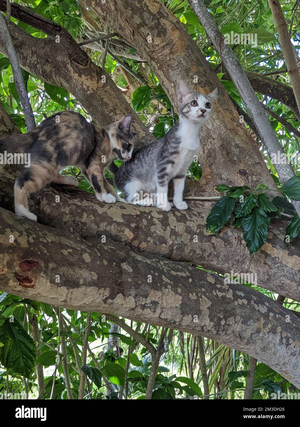 Chatons de la jungle de Maui dans un arbre Banque D'Images